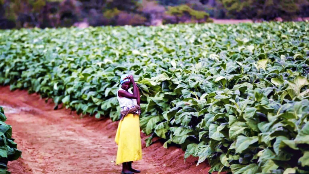 Африканский табачный фермер осматривает зрелое табачное растение