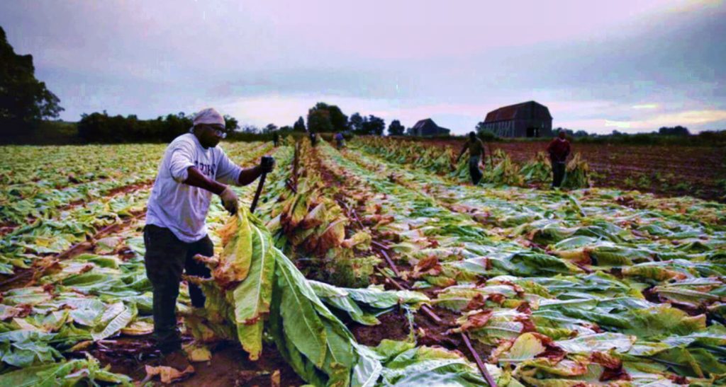 Табачный фермер штата Мэриленд ухаживает за урожаем