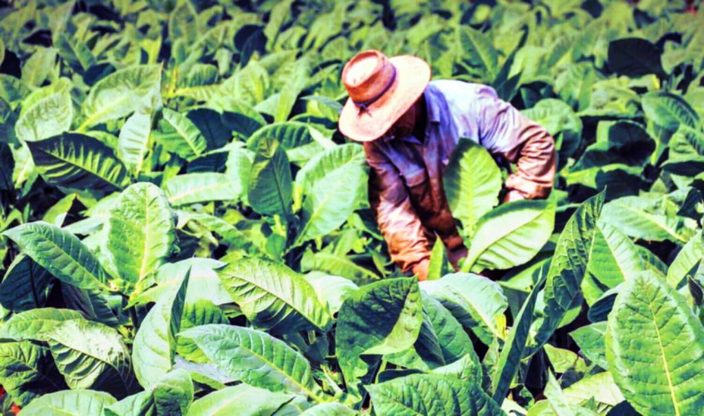 Фермер вручную собирает листья экологически чистого табака из Кентукки